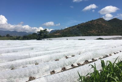 ¿Cómo se cultiva el melón en Centroamérica? ¿Por qué no lo hacemos en Colombia?